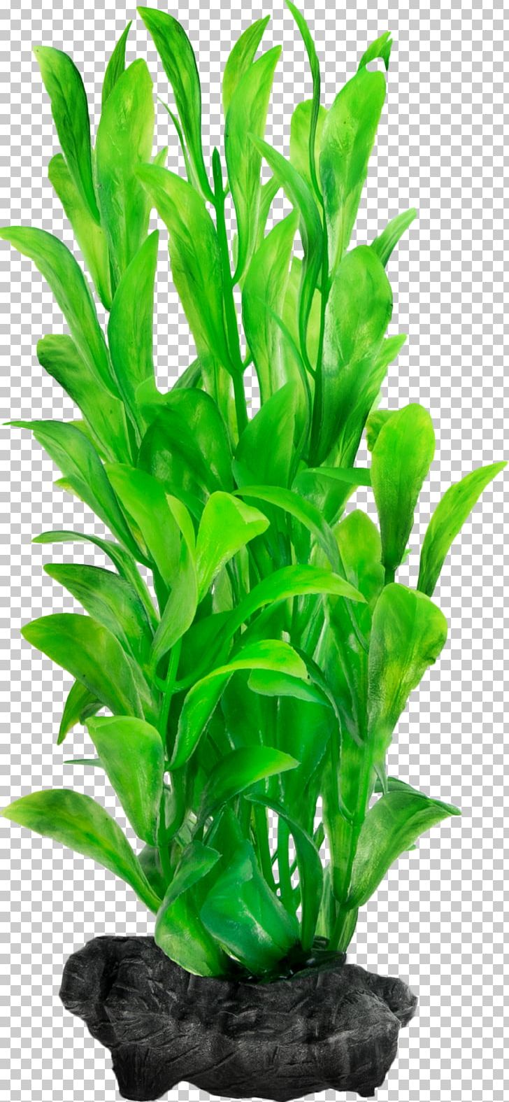 Aquatic Plants Aquariums Hygrophila Polysperma PNG, Clipart, Aquarium, Aquarium Decor, Aquatic Plant, Cabomba, Cabomba Caroliniana Free PNG Download