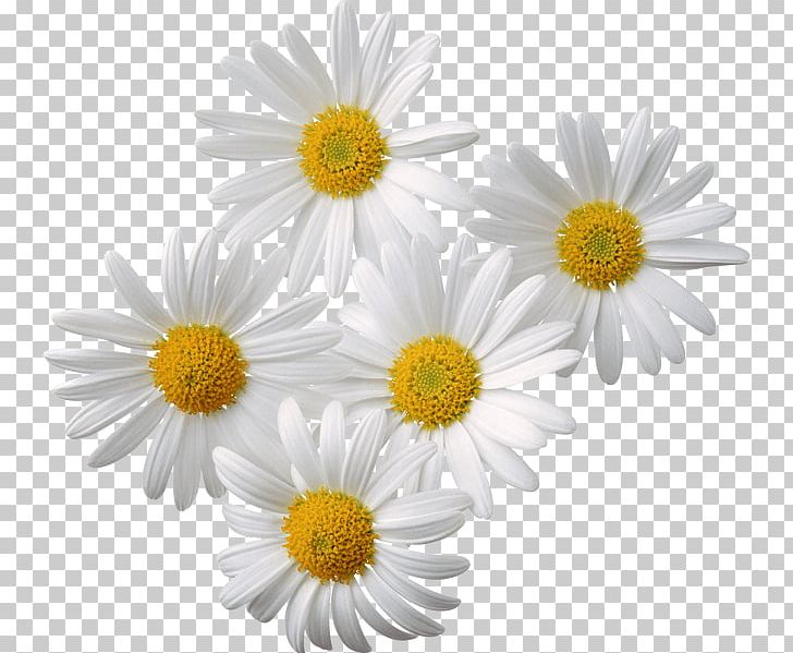 Chamomile PNG, Clipart, Chamaemelum Nobile, Chrysanthemum Chrysanthemum, Chrysanthemums, Daisy Family, Encapsulated Postscript Free PNG Download