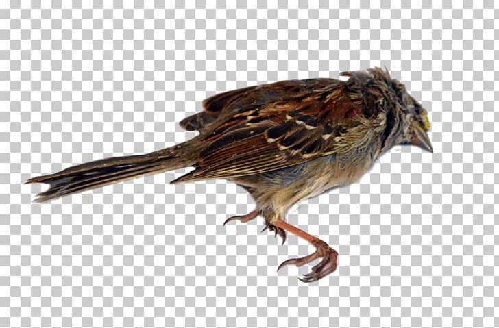 Death House Sparrow Portable Network Graphics Bird PNG, Clipart, Beak, Bird, Death, Deviantart, Fauna Free PNG Download