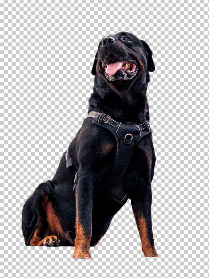 Rottweiler Puppy Snout Leash Breed PNG, Clipart, Biology, Breed, Dog, Leash, Puppy Free PNG Download