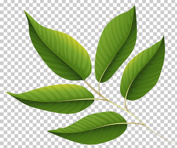Leaf PNG, Clipart, Background Green, Fall Leaves, Green, Green Leaf, Green Leaves Free PNG Download