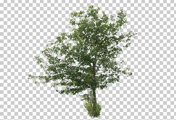 Oak Tree Plants Birch PNG, Clipart, Alder, Bark, Birch, Birch Tree, Branch Free PNG Download