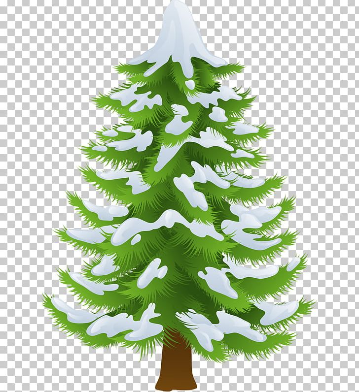 Pine Tree PNG, Clipart, Bark, Branch, Christmas Decoration, Christmas Ornament, Christmas Tree Free PNG Download