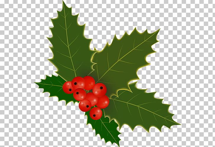 Viscum Album Christmas Day Common Holly Aquifoliales Flower PNG, Clipart, Akhir Pekan, Aquifoliaceae, Aquifoliales, Berry, Blog Free PNG Download