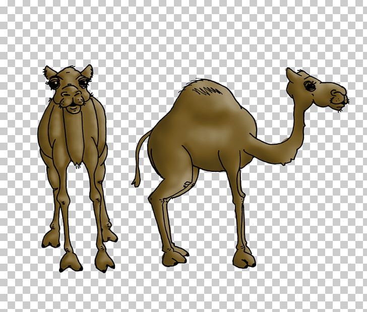 Dromedary Bactrian Camel Wildlife Horse PNG, Clipart, Arabian Camel, Bactrian Camel, Battle Of The Camel, Camel, Camel Like Mammal Free PNG Download