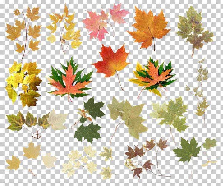 Leaf Raster Graphics Tree Abscission PNG, Clipart, Abscission, Autumn, Branch, Child, Depositfiles Free PNG Download