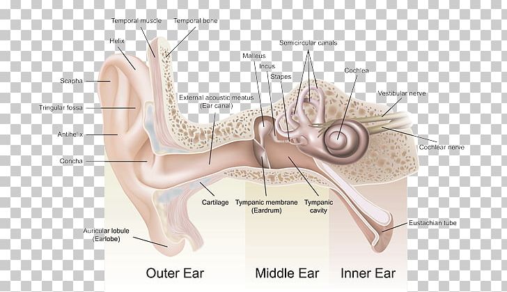 Listen 2 Life Hearing Center PNG, Clipart, Anatomy, Angle, Arm, Auricle, Bone Free PNG Download