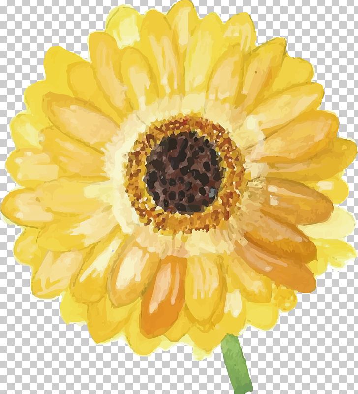 Yellow Daisy PNG, Clipart, Chrysanths, Common Daisy, Cut Flowers, Daisy, Daisy Family Free PNG Download