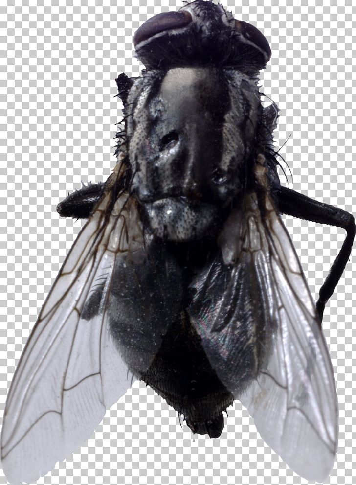 Insect Fly PNG, Clipart, Animals, Any Questions, Arthropod, Bee, Collection Free PNG Download
