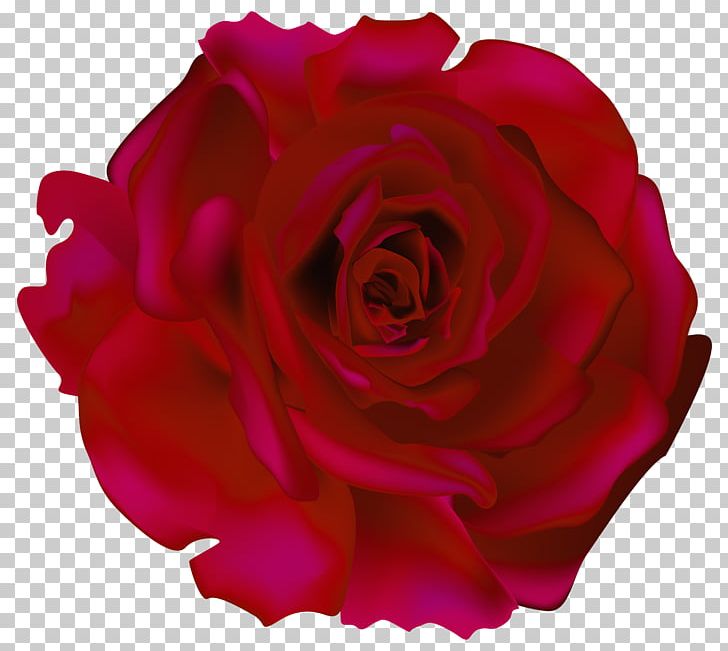Rose NSTASIA Chains PNG, Clipart, Advanced Audio Coding, Blue Rose, Chains, China Rose, Cut Flowers Free PNG Download