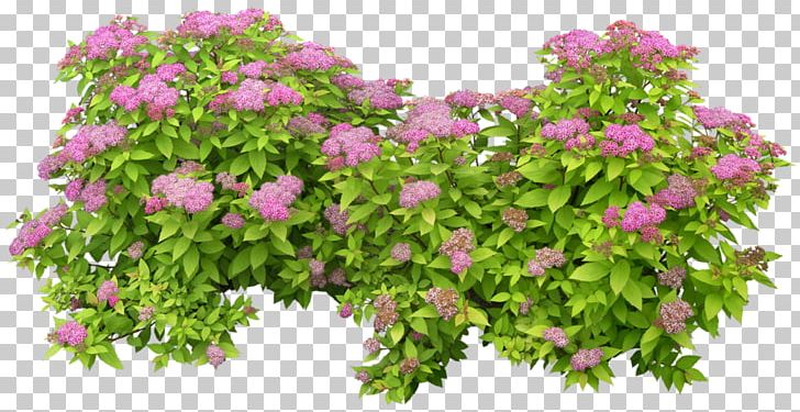 Shrub Flower Rose Plant PNG, Clipart, Annual Plant, Artificial Flower, Branch, Cottonwood, Flower Free PNG Download