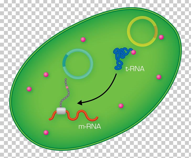 Amino Acid Transfer RNA Cytoplasm Protein PNG, Clipart, Acid, Amine, Amino Acid, Bacteria, Circle Free PNG Download
