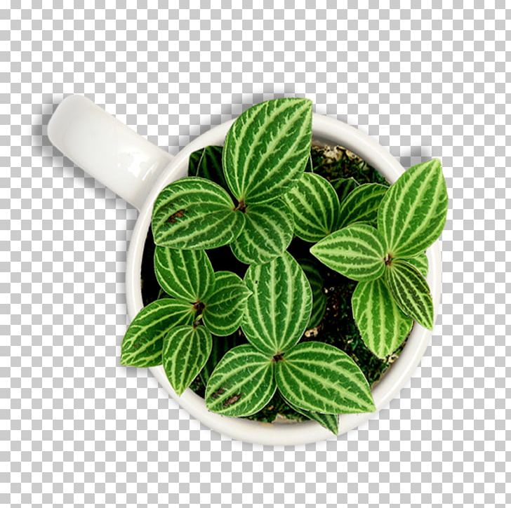 Flowerpot Plant Green PNG, Clipart, Broken Glass, Crop, Cup, Data, Download Free PNG Download