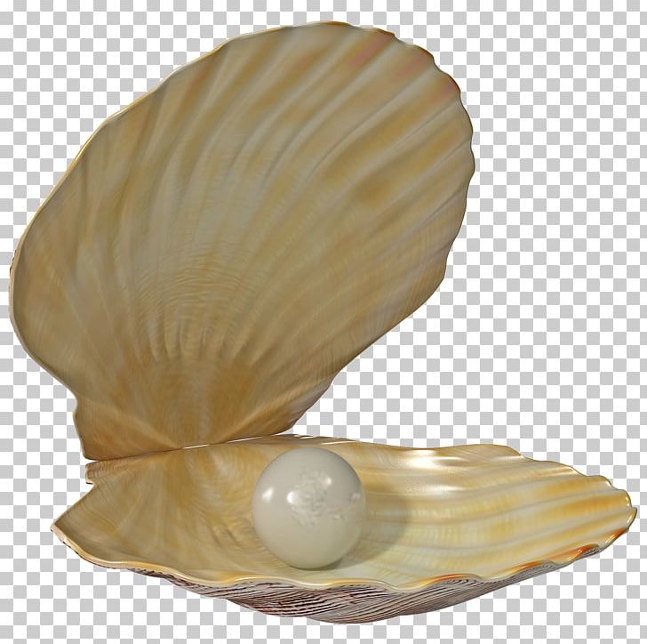 Seashell Pearl Portable Network Graphics Open PNG, Clipart, Animals, Clam, Clams Oysters Mussels And Scallops, Cockle, Conch Free PNG Download