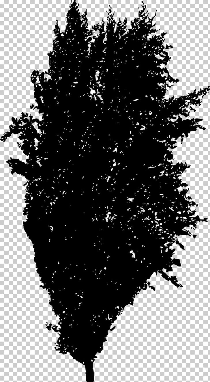 Tree Silhouette Spruce Woody Plant Fir PNG, Clipart, Black And White, Branch, Conifer, Conifers, Fir Free PNG Download