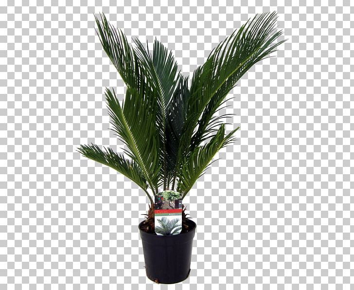 Arecaceae Sago Palm Houseplant Trachycarpus Fortunei PNG, Clipart,  Free PNG Download