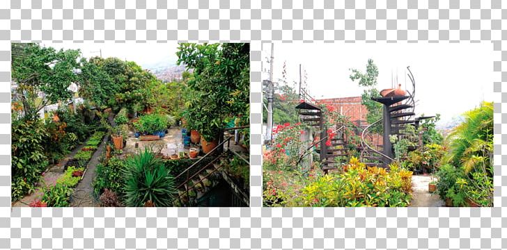 Botanical Garden Tree Rainforest Recreation PNG, Clipart, Botanical Garden, Botany, Don Antonio, Flora, Garden Free PNG Download