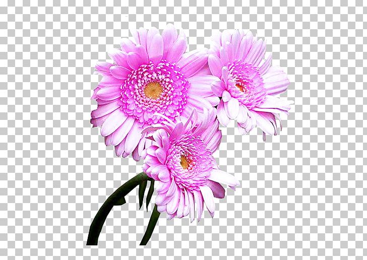 Chrysanthemum Cut Flowers Transvaal Daisy Floral Design PNG, Clipart, Annual Plant, Aster, Chrysanthemum, Chrysanths, Common Sunflower Free PNG Download