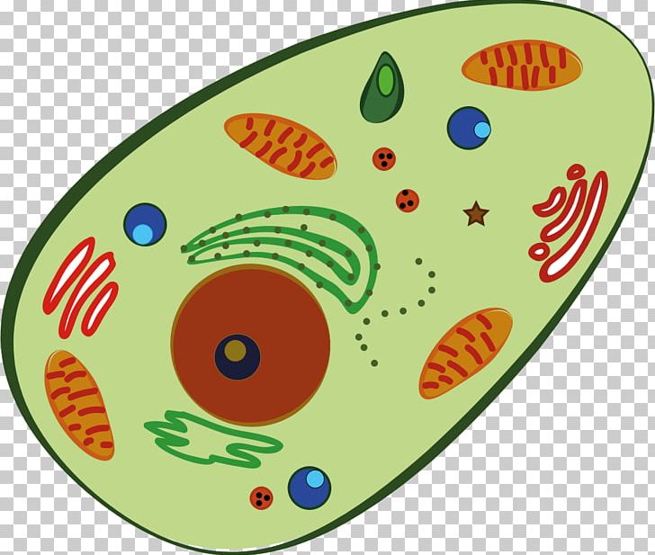 Plant Cell Homo Sapiens Human Body PNG, Clipart, Area, Blood Cell, Cancer Cell, Cell, Cell Membrane Free PNG Download