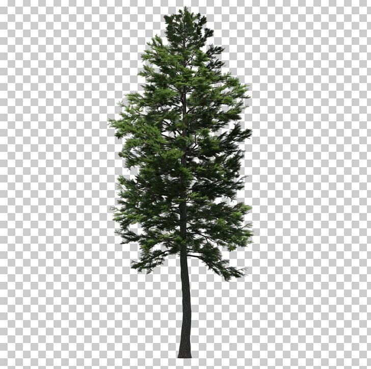 Spruce Scots Pine Fir Larch Tree PNG, Clipart, 2 In 1, Branch, Christmas Tree, Conifer, Cypress Free PNG Download