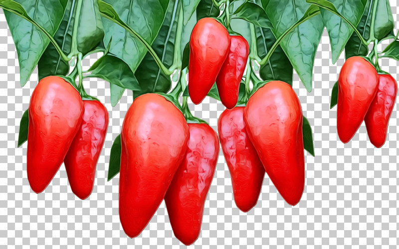 Tomato PNG, Clipart, Birds Eye Chili, Bush Tomato, Capsicum Annuum Var Acuminatum, Cayenne Pepper, Chili Pepper Free PNG Download
