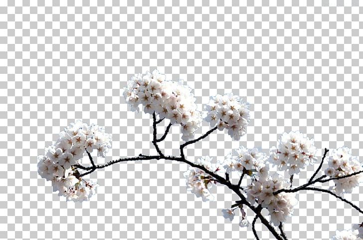Cherry Blossom PNG, Clipart, Adobe Illustrator, Background White, Black White, Blossom, Blossoms Free PNG Download
