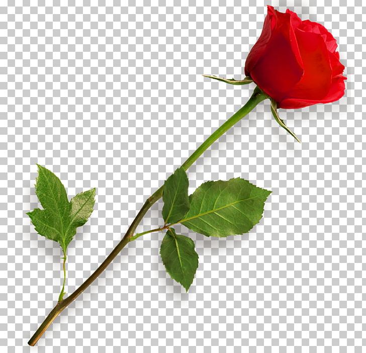 Rose PNG, Clipart, Bud, Color, Encapsulated Postscript, Flower, Flowering Plant Free PNG Download