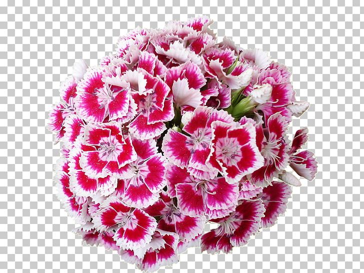 Cut Flowers Carnation PNG, Clipart, 169, Animated Film, Annual Plant, Desktop Wallpaper, Flower Free PNG Download