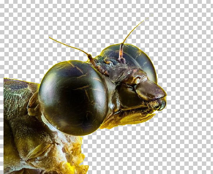 Download Fly, Insect, Compound Eyes. Royalty-Free Stock Illustration Image  - Pixabay