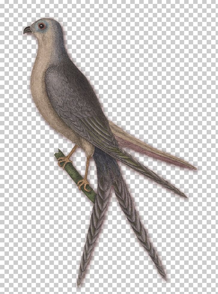 The Natural History Of Carolina PNG, Clipart, American Sparrows, Bard, Beak, Bird, Carolinas Free PNG Download