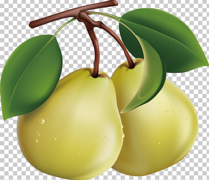 Asian Pear Fruit PNG, Clipart, Apple, Asian Pear, Clip Art, Delicious, Food Free PNG Download