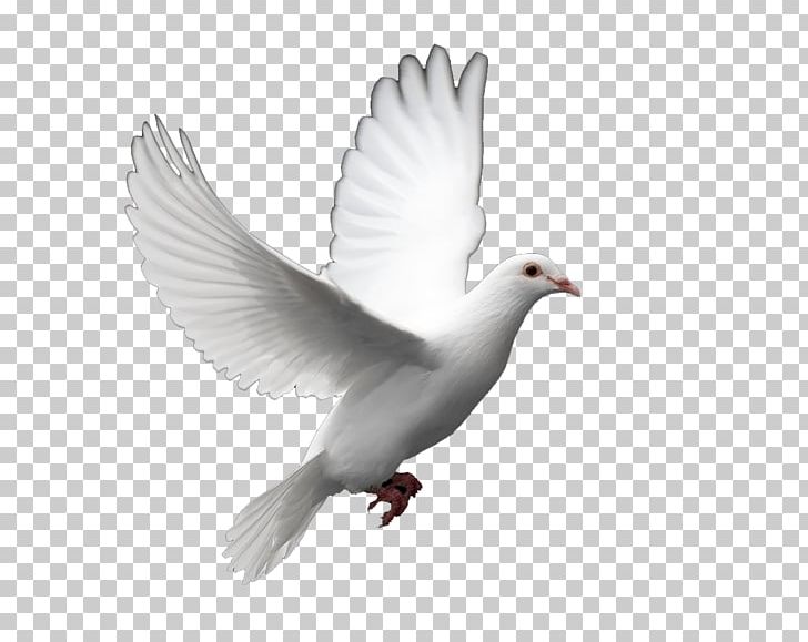 Columbidae Bird Doves As Symbols Peace PNG, Clipart, Animals, Beak, Bird, Ceremony, Clip Art Free PNG Download