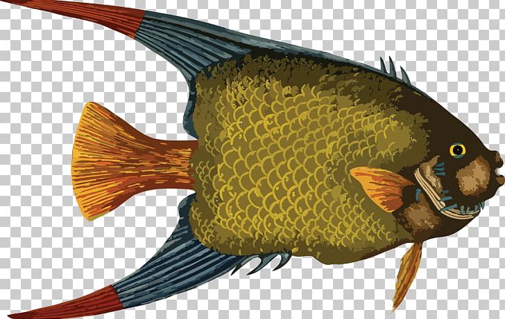 Drawing Fish Art PNG, Clipart, Animals, Art, Common Rudd, Drawing, Fauna Free PNG Download