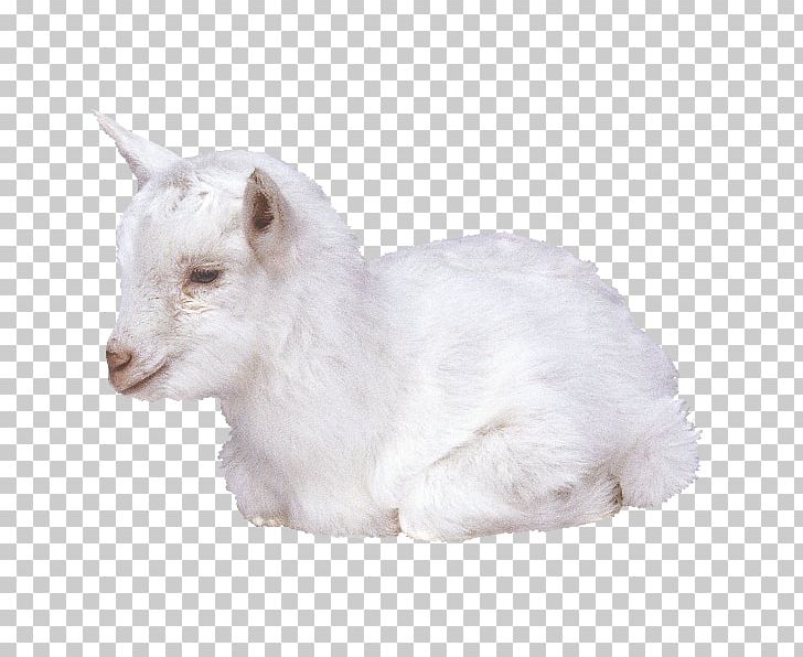 Goat Livestock Portable Network Graphics Merino Fodder PNG, Clipart, Animals, Cat, Cattle, Cow Goat Family, Download Free PNG Download