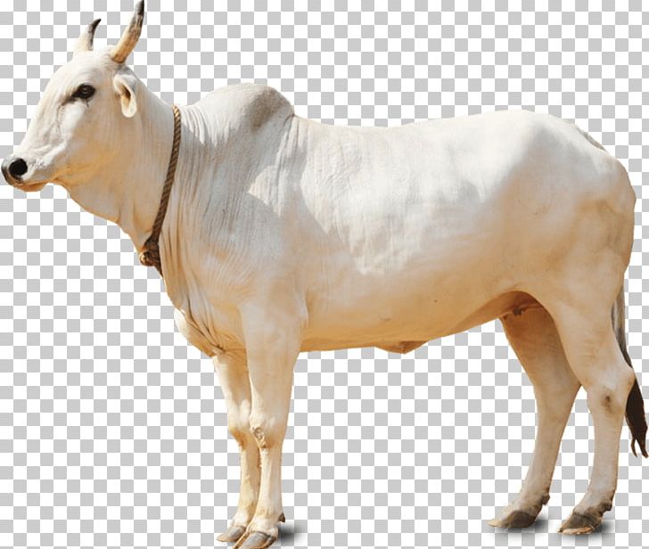 Holstein Friesian Cattle Gyr Cattle Goat White Park Cattle PNG, Clipart, Aids, Animal Figure, Animals, Breed, Bull Free PNG Download