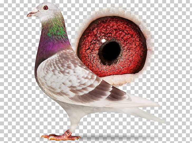 Homing Pigeon Racing Homer Columbidae American Show Racer Bird PNG, Clipart, American Show Racer, Animal, Beak, Bird, Columbidae Free PNG Download