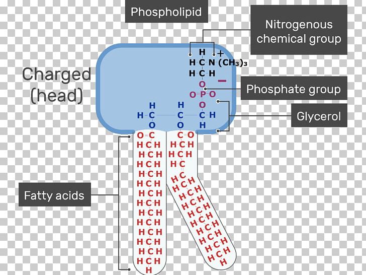 Lipid Bilayer Phospholipid Membrane Lipids Cell Membrane PNG, Clipart, Acid, Angle, Area, Bilayer, Biological Membrane Free PNG Download