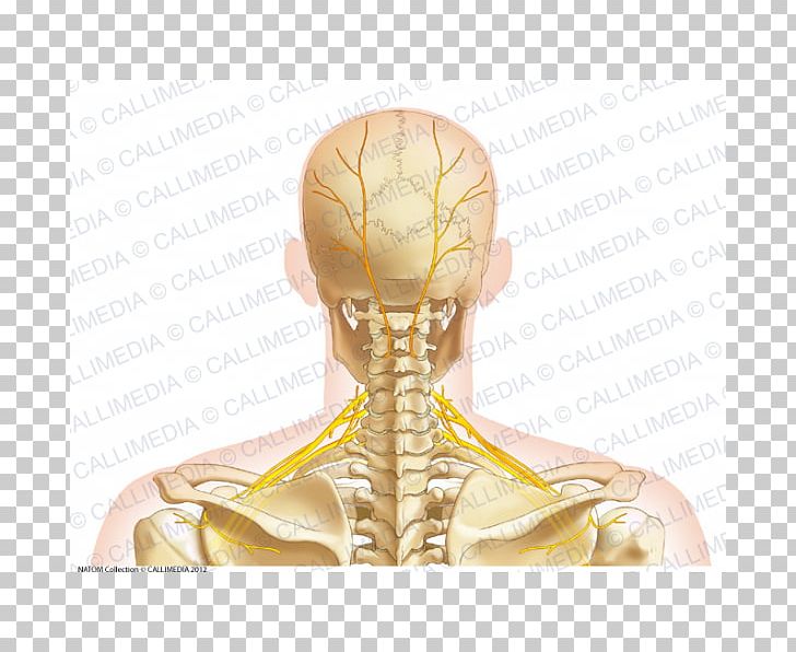 Neck Bone Human Anatomy Head PNG, Clipart, Anatomy, Arm, Cervical Vertebrae, Dorsum, Fantasy Free PNG Download