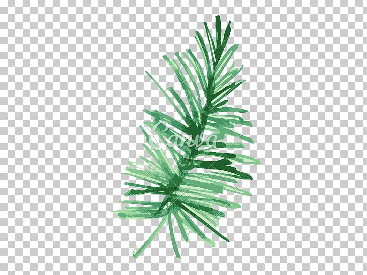 Pine Fir Leaf Plant Watercolor Painting PNG, Clipart, Branch, Computer Icons, Conifer, Conifers, Drawing Free PNG Download
