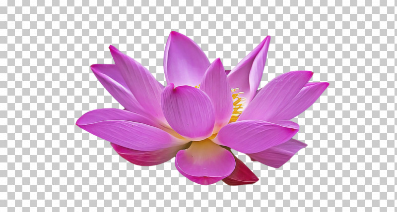 Lotus Flower Summer Flower PNG, Clipart, Cut Flowers, Floral Design, Flower, Green, Leaf Free PNG Download
