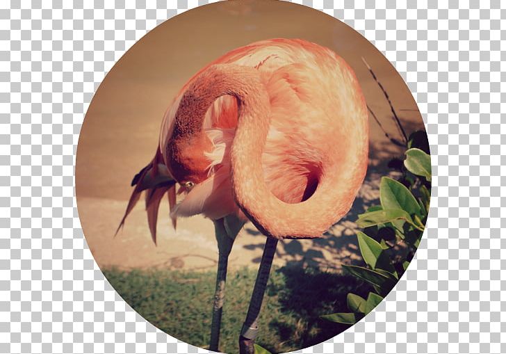 Beak Fauna Snout Neck PNG, Clipart, Beak, Bird, Fauna, Flamingo, Neck Free PNG Download