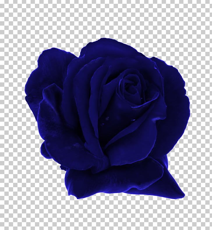 Garden Roses Blue Rose Rosaceae Dew PNG, Clipart, Blue, Blue Rose, Cobalt Blue, Cut Flowers, Dew Free PNG Download