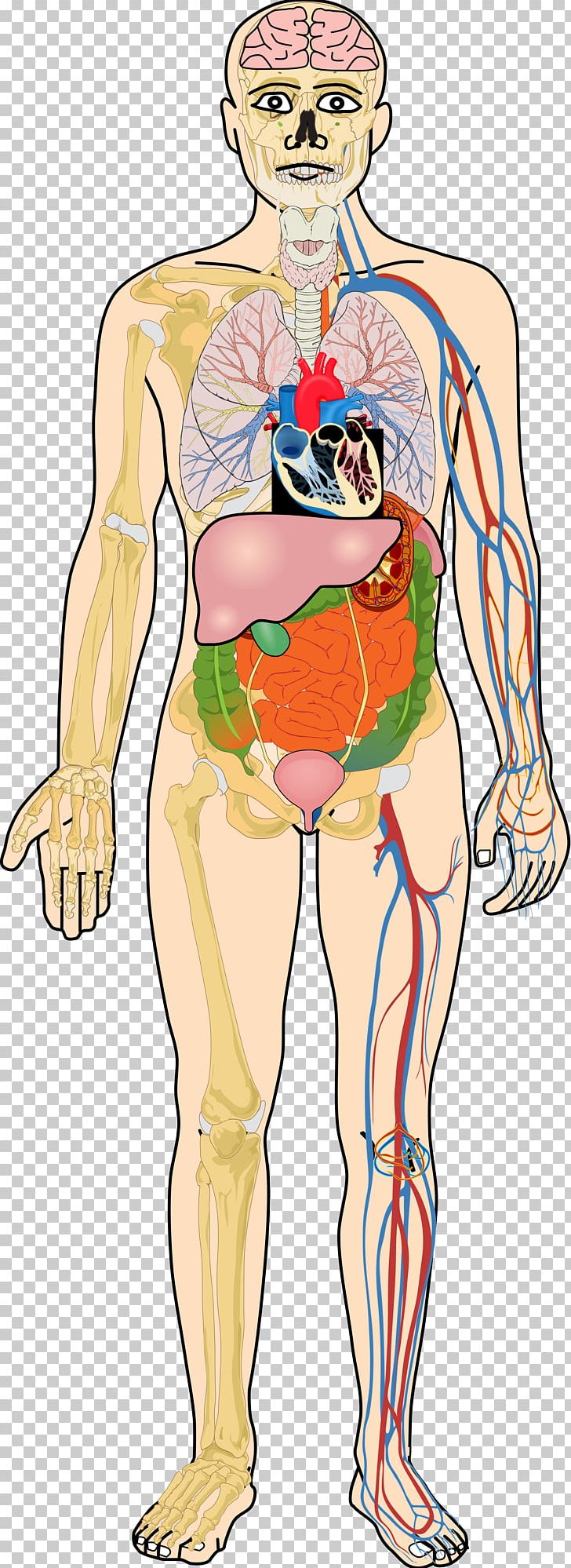 Organ Human Body Homo Sapiens Human Digestive System Muscle PNG, Clipart, Abdomen, Anatomy, Arm, Art, Cartoon Free PNG Download