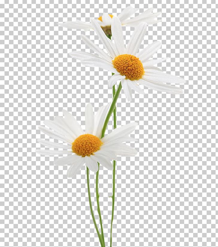 Stock Photography Common Daisy PNG, Clipart, Ansel Adams, Art, Chamaemelum Nobile, Common Daisy, Daisy Free PNG Download