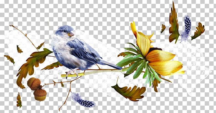 Bird PNG, Clipart, Animals, Art, Artwork, Beak, Bird Free PNG Download