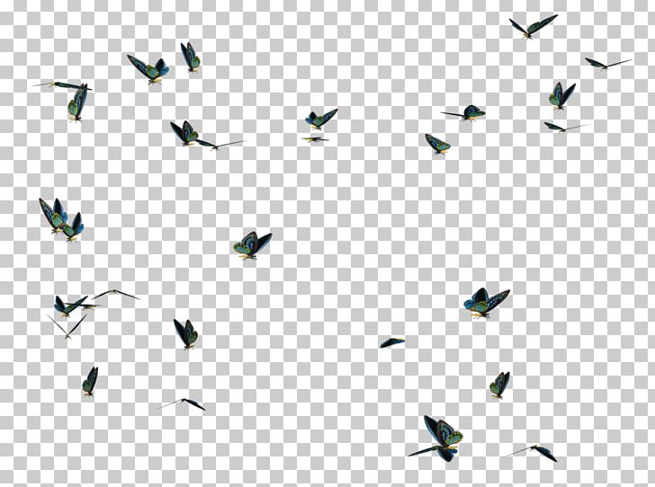 Butterfly Bird Photography Desktop PNG, Clipart, Animals, Beak, Bird, Bird Photography, Butterfly Free PNG Download