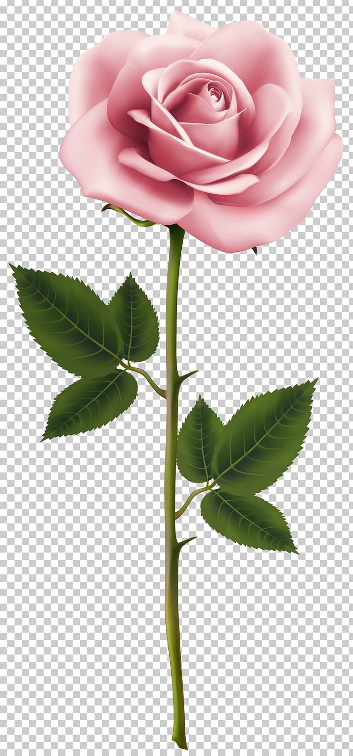 Rose Pink Flower PNG, Clipart, Bud, Clipart, Closeup, Computer Wallpaper, Cut Flowers Free PNG Download