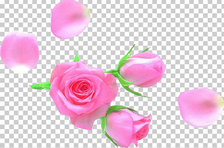 Garden Roses Petal Cut Flowers PNG, Clipart, Bud, Chai, Cut Flowers, Download, Flower Free PNG Download