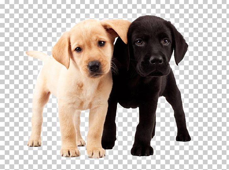 Labrador Retriever Puppy Stock Photography Dog Breed PNG, Clipart, Animals, Bark, Carnivoran, Companion Dog, Cuteness Free PNG Download