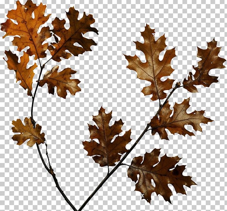 Animation PNG, Clipart, Animation, Autumn, Branch, Data, Desktop Wallpaper Free PNG Download